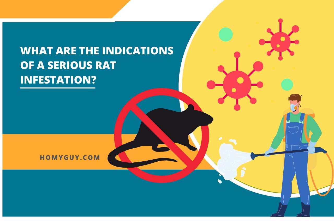 What are the Indications of a Serious Rat Infestation?