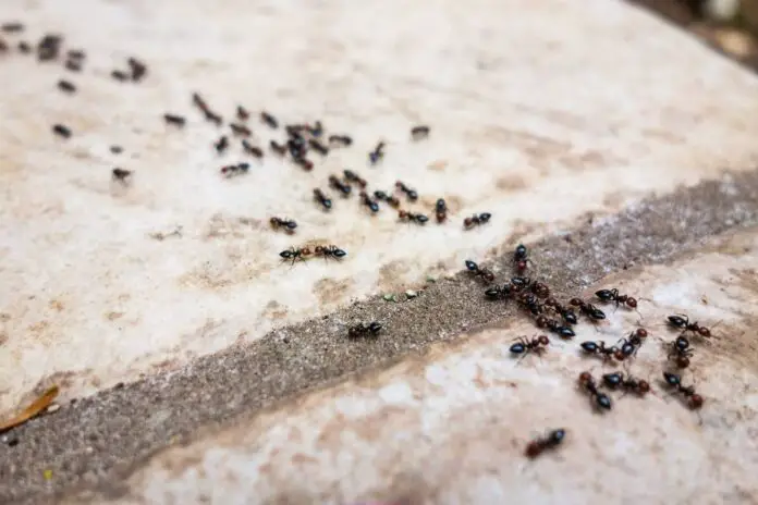 Why do ants suddenly appear