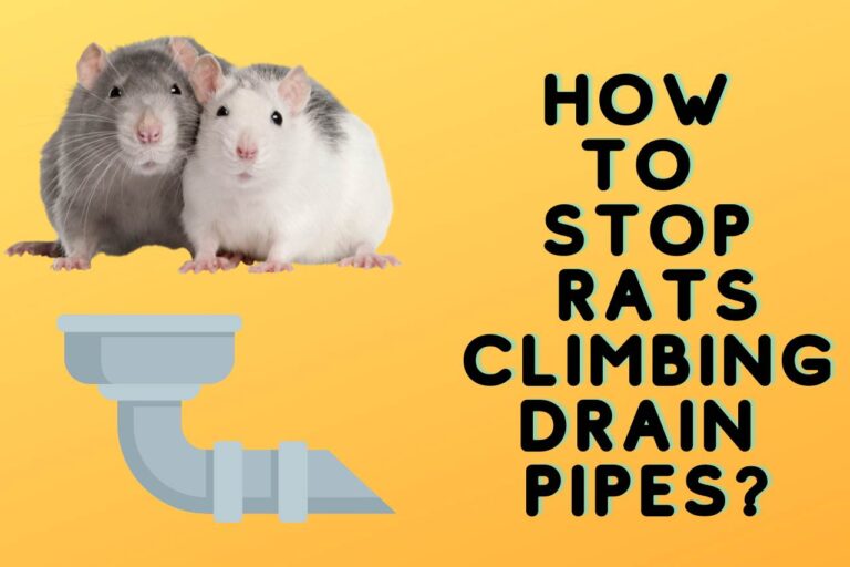 How to Stop Rats Climbing Drain Pipes? [Some Best Tips]