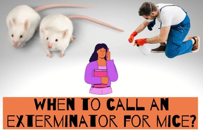 when to call an exterminator for mice