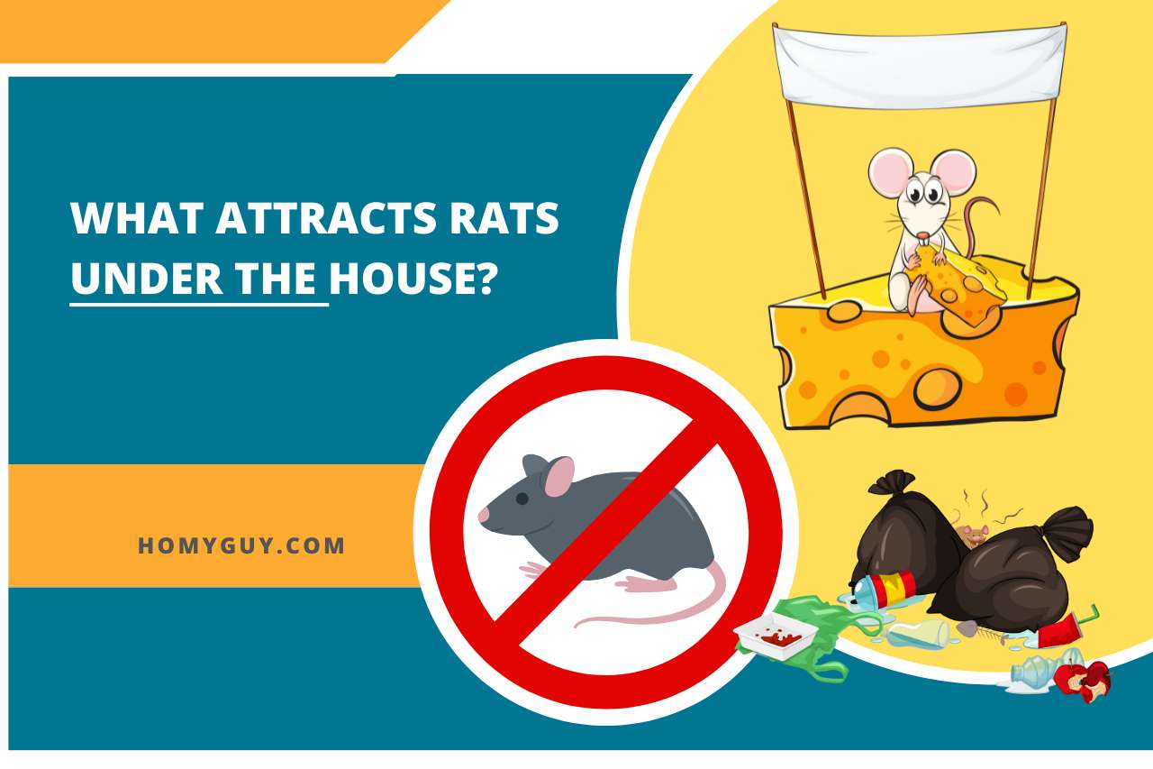 What Attracts Rats Under the House? 