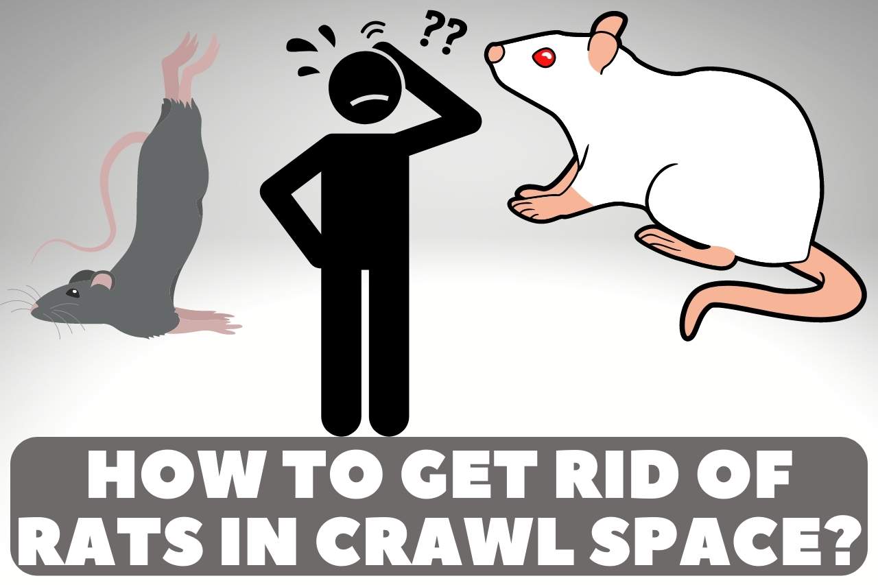 how to get rid of rats in crawl space