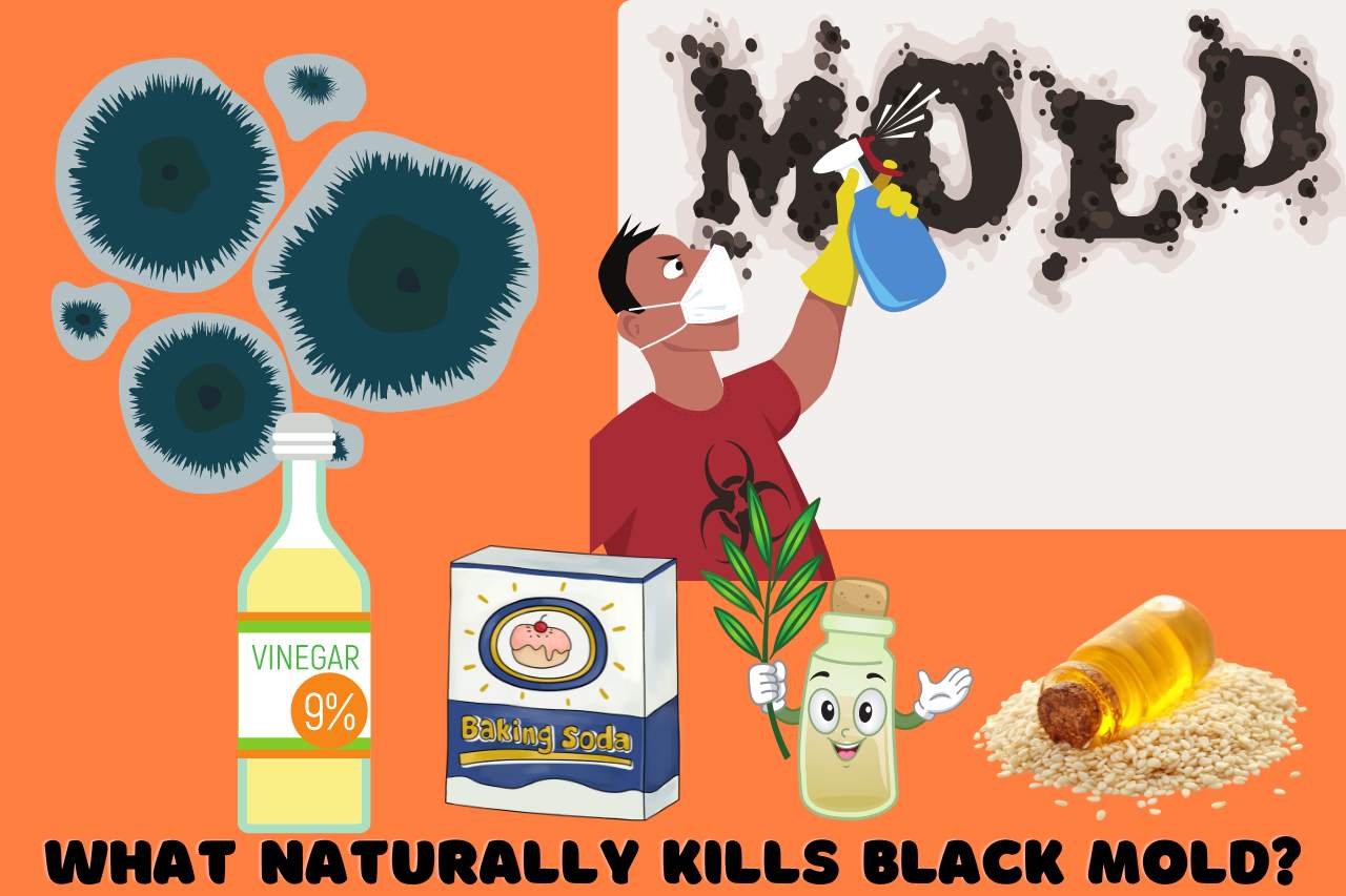 What Naturally Kills Black Mold