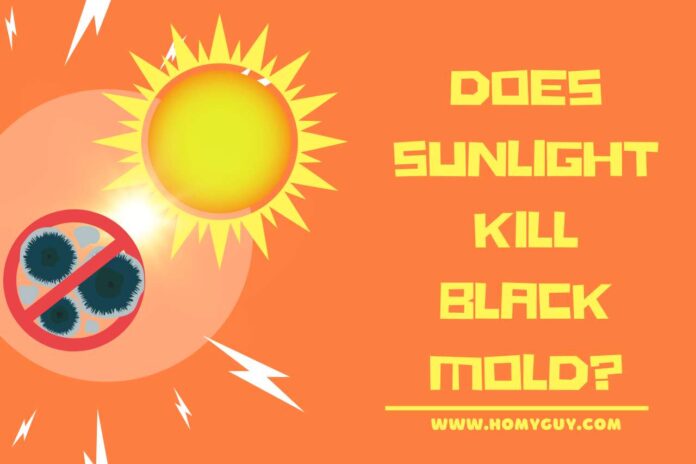 does sunlight kill black mold